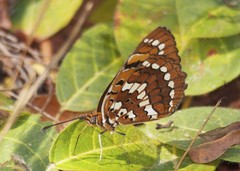 Byblia anvatara anvatara