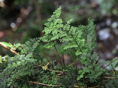 Hymenophyllum dentatum image