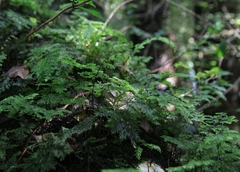 Hymenophyllum dentatum image