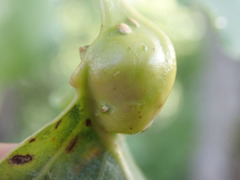 Pemphigus populicaulis