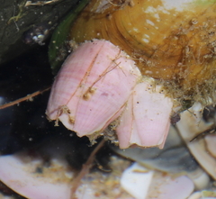 Notomegabalanus decorus