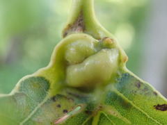 Pemphigus populicaulis