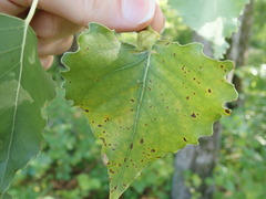 Pemphigus populicaulis