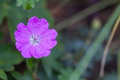 Geranium sanguineum