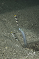 Stonogobiops nematodes