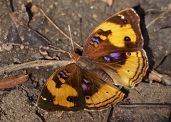 Junonia hierta paris
