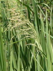 Zizaniopsis miliacea