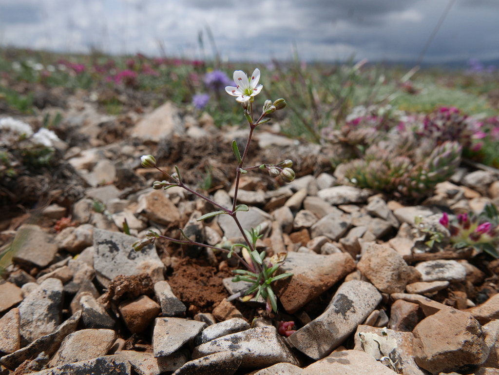 Arenaria obtusiflora