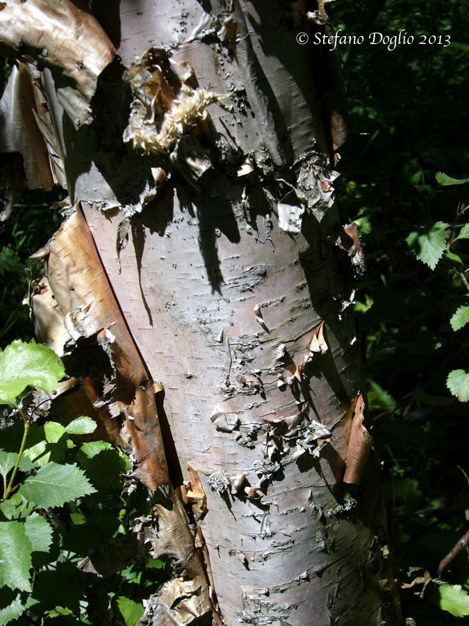 Betula turkestanica