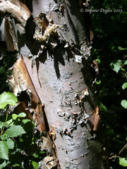 Betula turkestanica