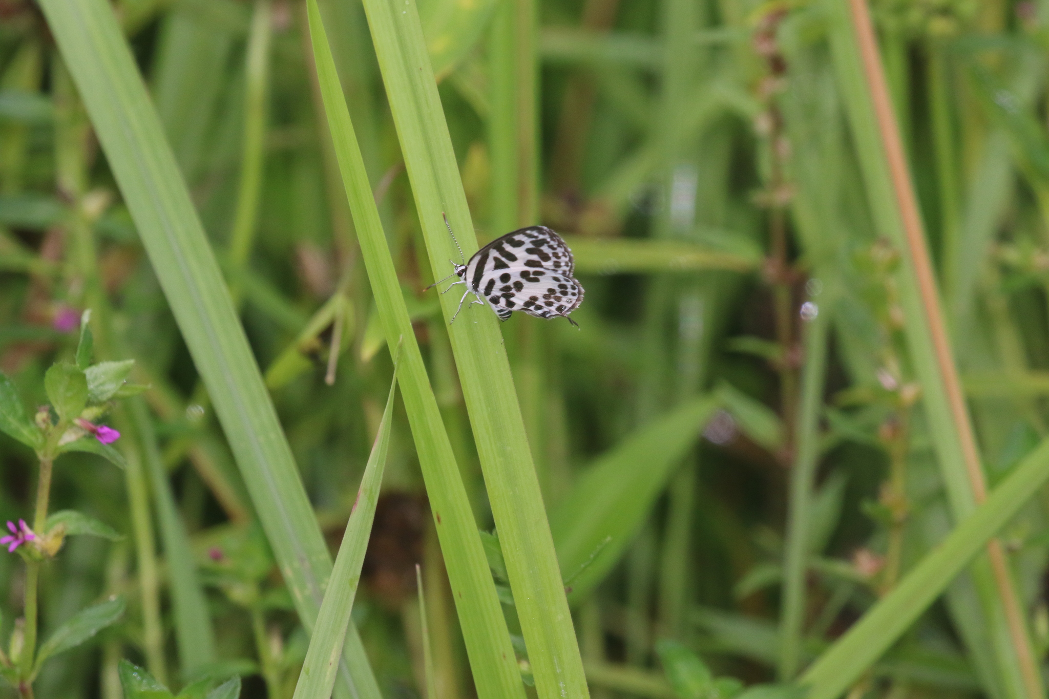 Common Pierrot