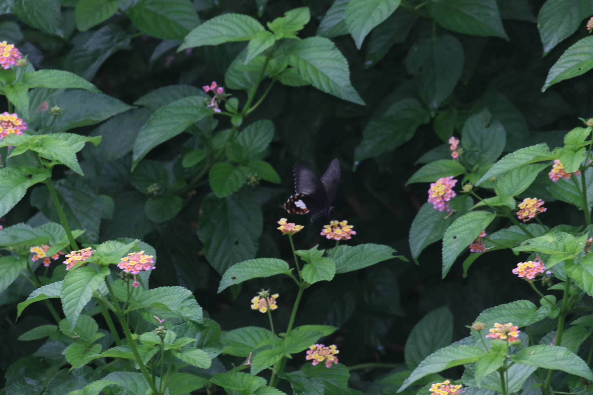 Common Mormon
