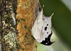 Protogoniomorpha duprei