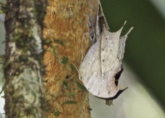 Protogoniomorpha duprei