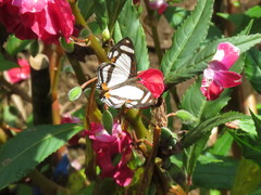 Thisbe lycorias