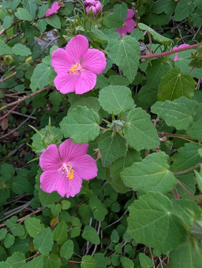 Pavonia lasiopetala, Shavano Park, TX 78231, USA