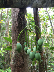 Elaeagnaceae