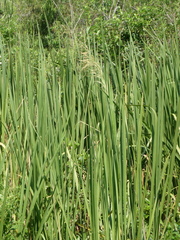 Zizaniopsis miliacea