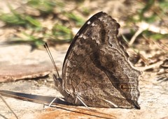 Junonia rhadama