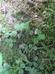 Veronica serpyllifolia