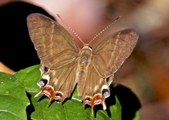 Saribia