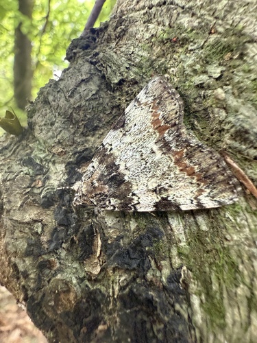 Connubial Underwing photo 4