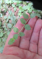 Veronica serpyllifolia