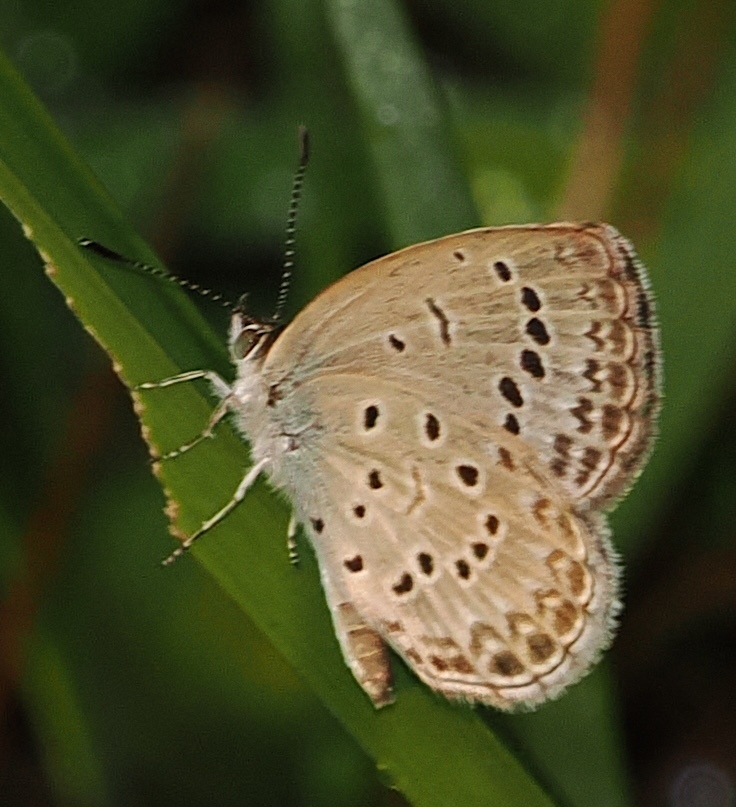 Pale Grass Blue