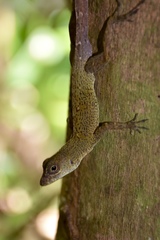 Anolis allogus