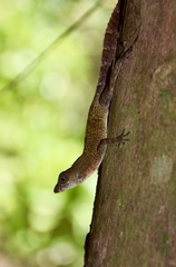 Anolis allogus