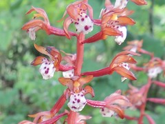 Corallorhiza maculata occidentalis