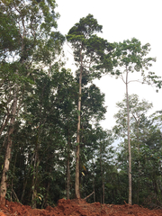 Metrosideros collina