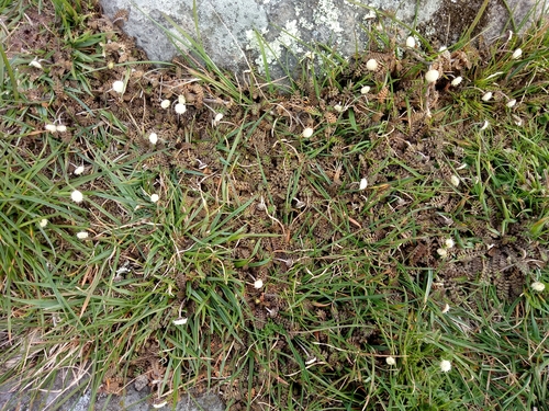 Image of Leptinella minor by no rights reserved