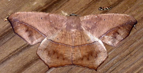 Large Maple Spanworm Moth, photo 5 of 10