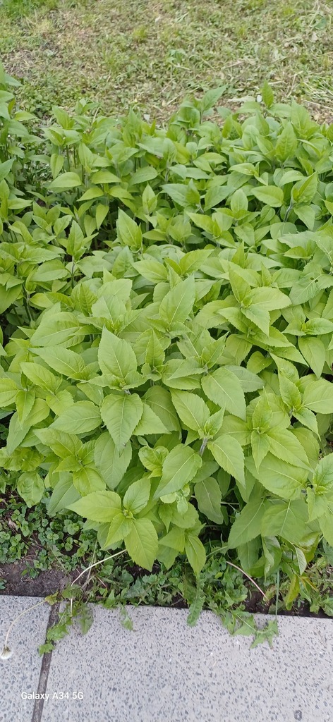 Helianthus tuberosus