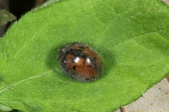 Epilachna calligrapta