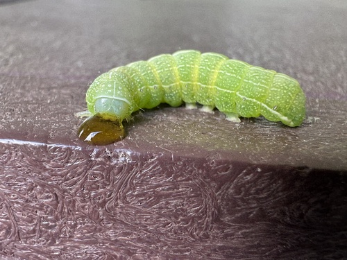 Speckled Green Fruitworm Moth photo 4