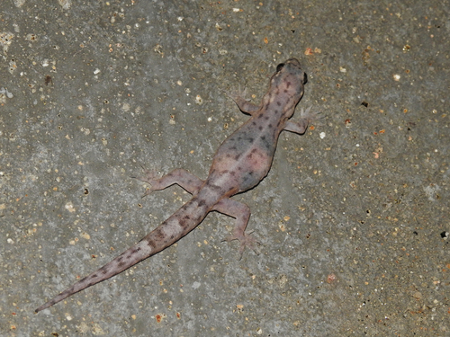 Janaki’s Dravidogecko, Dravidogecko janakiae