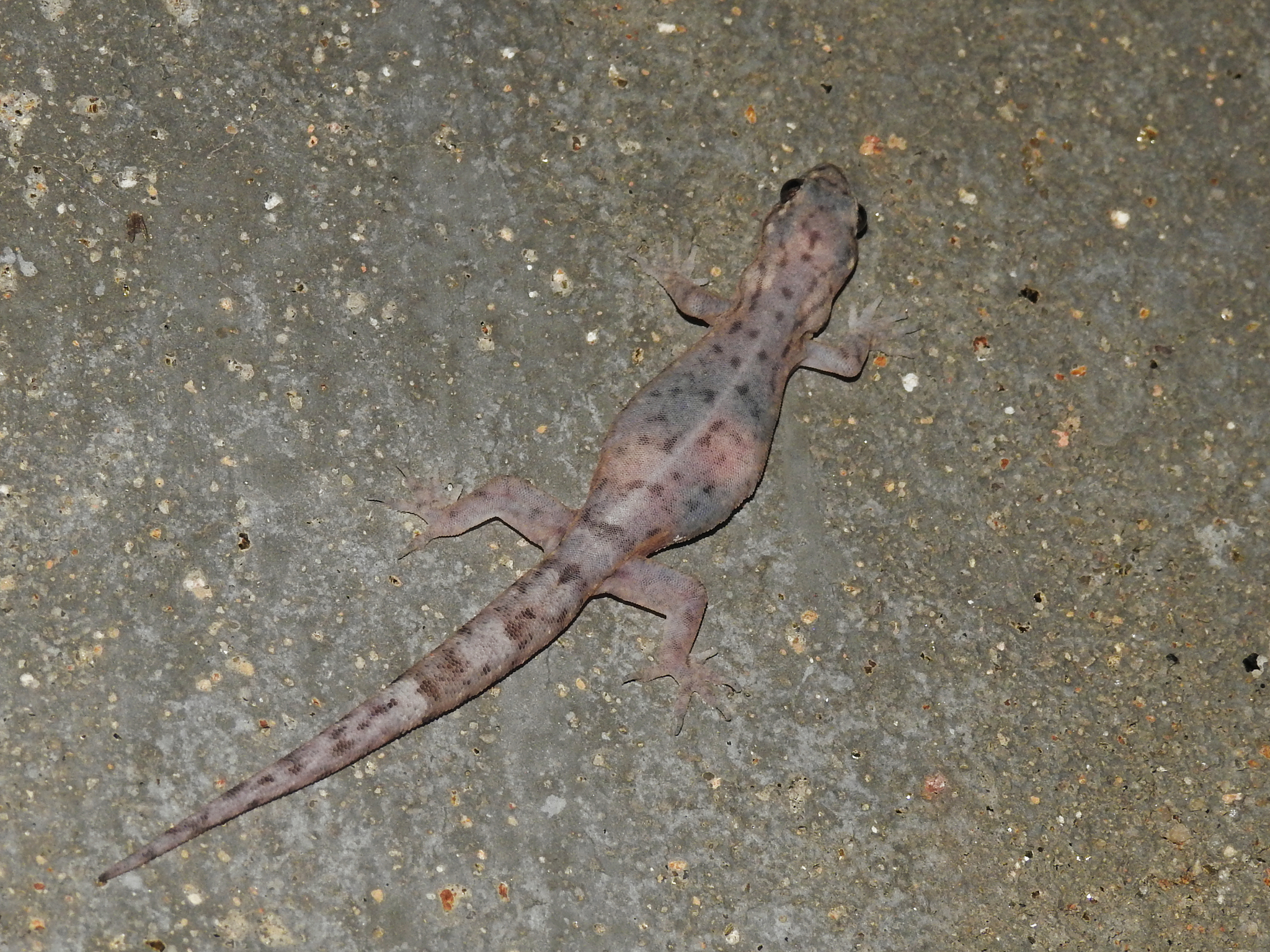 Janaki's Dravidogecko
