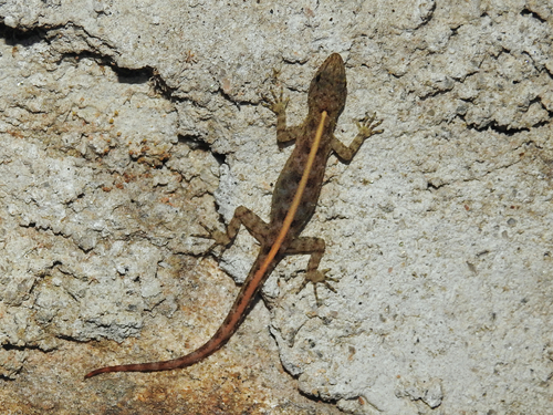 Yellow throated Day Gecko, Cnemaspis flavigularis