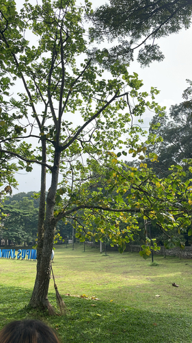 Erythrina subumbrans observed 2025-04-26