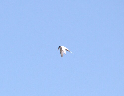 iNaturalist observation 2025-05-17