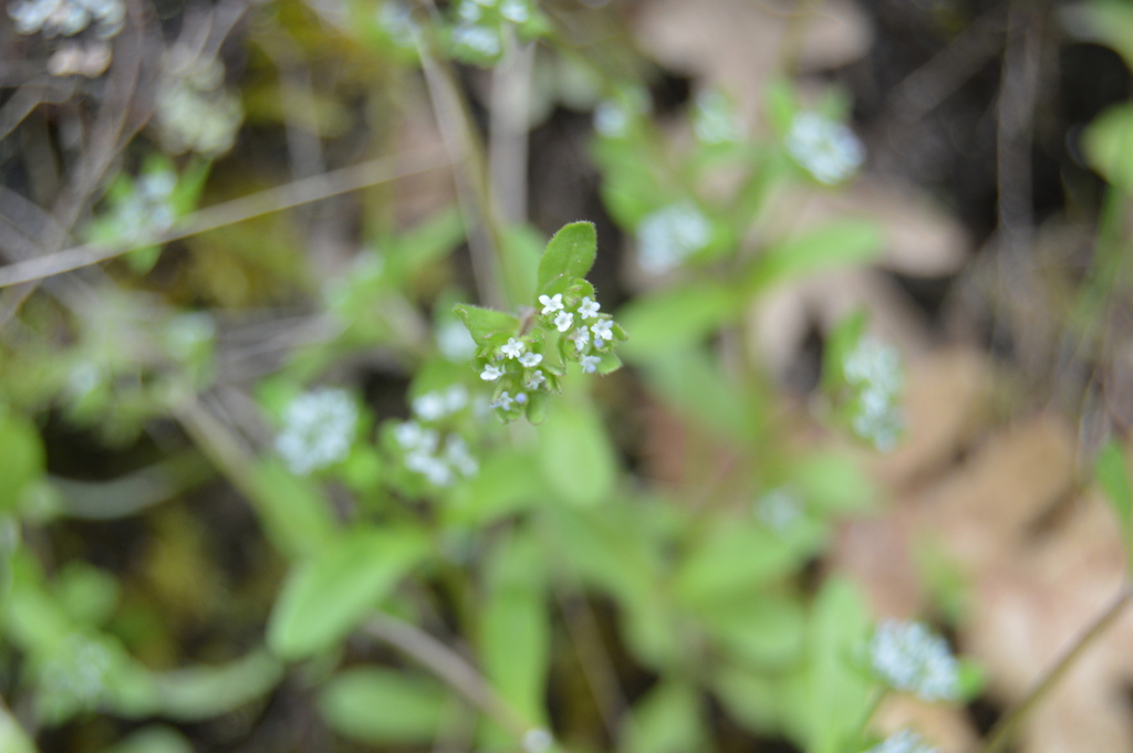 Valerianella locusta