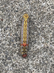 Oedemasia concinna