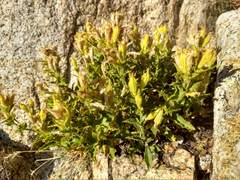 Silene parishii