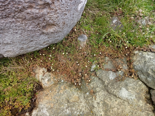 Image of Leptinella minor by no rights reserved
