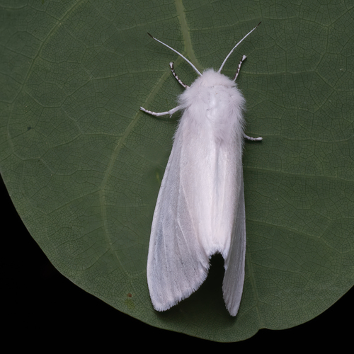 Fall webworm