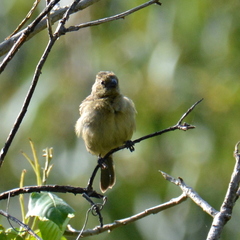 Sporophila torqueola
