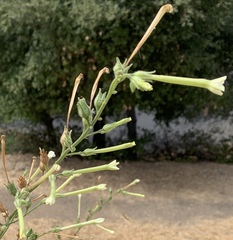 Nicotiana