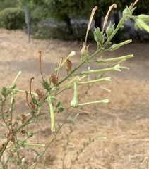 Nicotiana